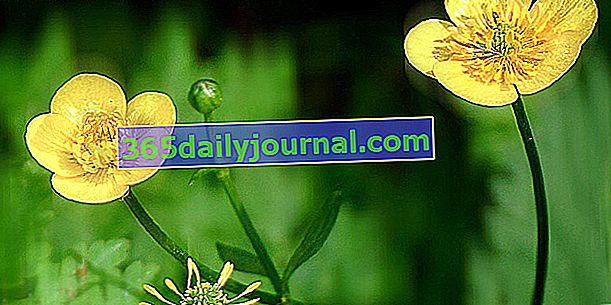Jaskier (Ranunculus repens), ładne chwasty