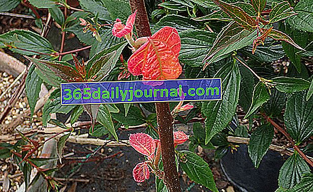 Alchornea davidii, arbusto con hojas jóvenes de color rosa