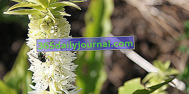 Kvet ananásu (Eucomis), jemný cibuľovitý