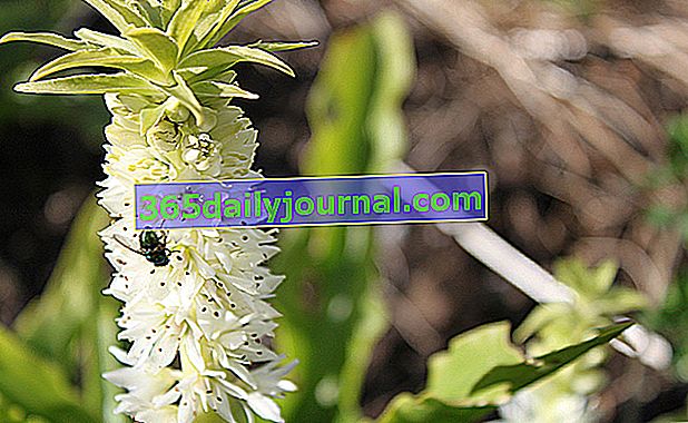 flor de piña (Eucomis automnalis) 