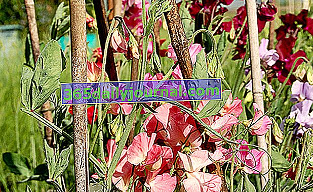 Parfümeride popüler olan tatlı bezelye (Lathyrus odoratus)