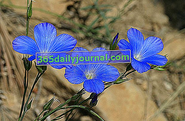 lino azul (Linum perenne) 