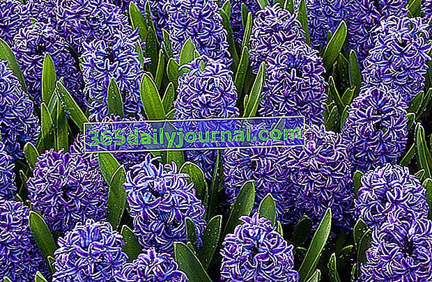 hyacint (Hyacinthus)