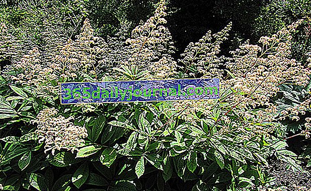 Rodgersia (Rodgersia spp.), Cveti pod drevesi