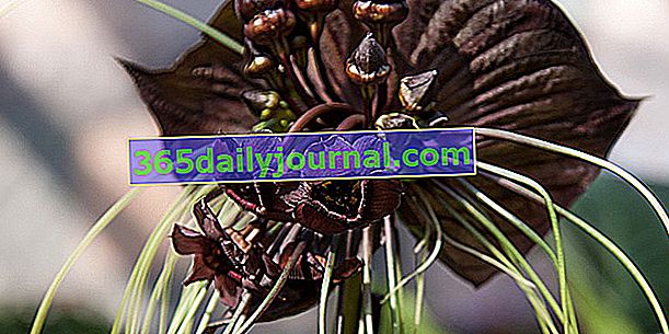 Yarasa bitkisi (Tacca chantrieri) veya yarasa çiçeği