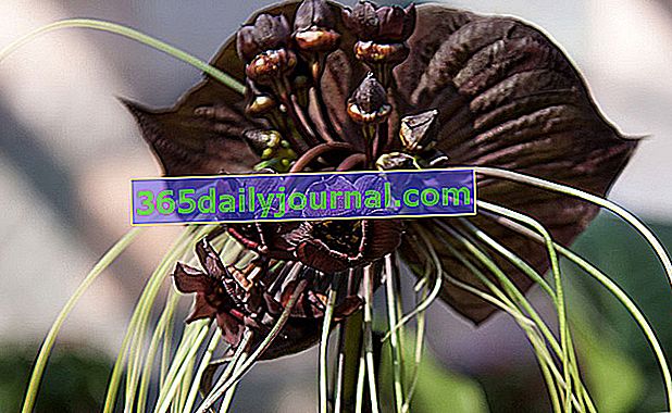 Растение на прилеп (Tacca chantrieri) или цвете на прилеп