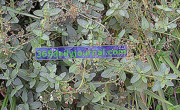 Figwort levanduľový (Scrophularia auriculata), vodný figwort