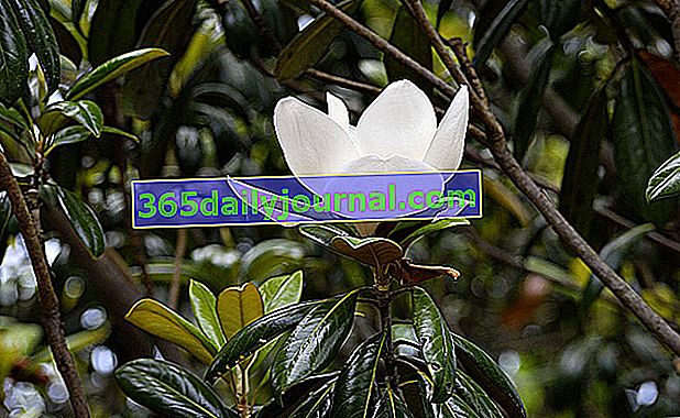 Magnolia (Magnolia grandiflora) s bielymi kvetmi