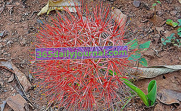 květ červeného česneku (Scadoxus multiflorus)