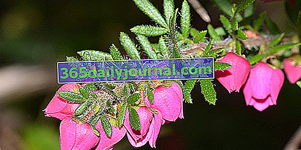 Boronia con follaje abigarrado (Boronia heterophylla) que recuerda al brezo
