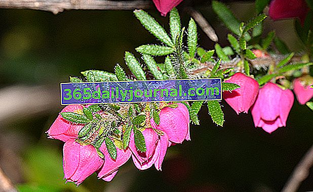 Борония със смесена зеленина (Boronia heterophylla), напомняща на хедър