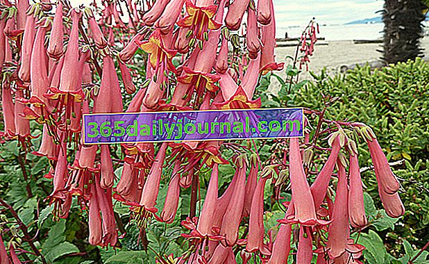 Cape fuchsia (Phygelius capensis)