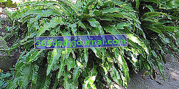 Escolopendre de lengua de toro (Asplenium scolopendrium), helecho scolopendre