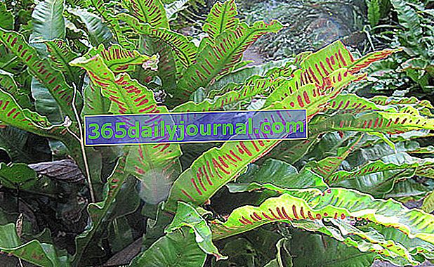 chevron sori от Asplenium scolopendrium 