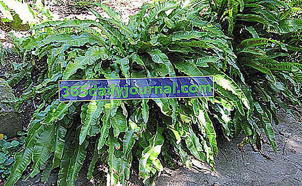 Ciempiés de lengua de buey (Asplenium scolopendrium syn. Phyllitis scolopendrium, Scolopendrium vulgare)