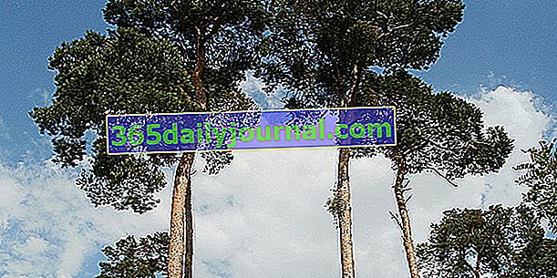 Сосна обыкновенная (Pinus sylvestris), ароматные бутоны