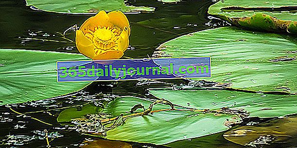 Lilia wodna żółta (Nuphar lutea), lilia wodna żółta