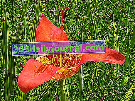 Páv oko (Tigridia pavonia), zahradní květina