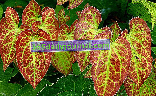 Epimedium rubrum con hojas teñidas de rojo
