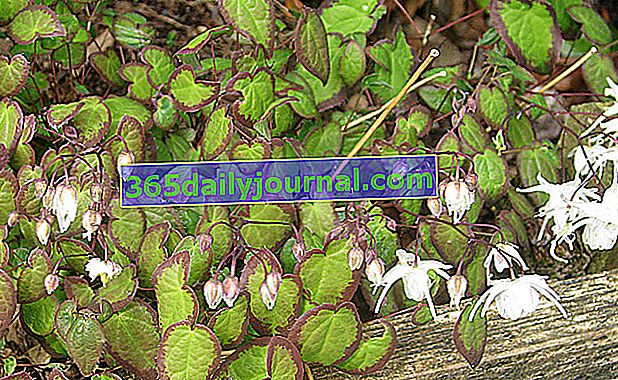 Epimedium grandiflorum 'Nanum' con flores blancas