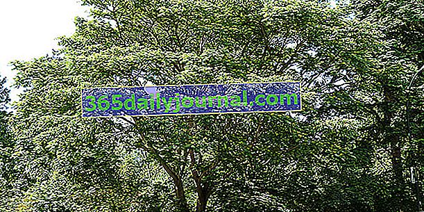 Phellodendron (Phellodendron amurense), korkový strom Amur