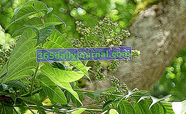 Hojas y flores de amur phellodendron