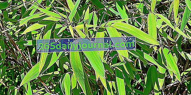 Kompaktowy i nieinwazyjny bambus (Fargesia)