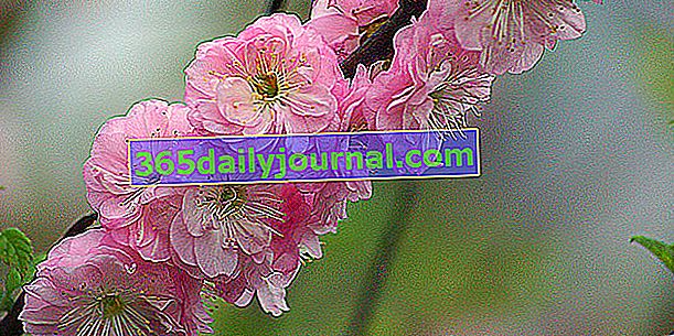 Kineski badem (Prunus triloba), spektakularne ružičaste cvatnje