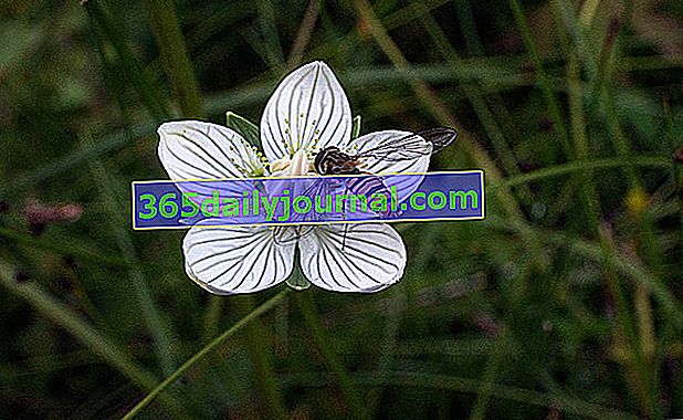 Parnasia del pantano (Parnassia palustris), estrella del pantano