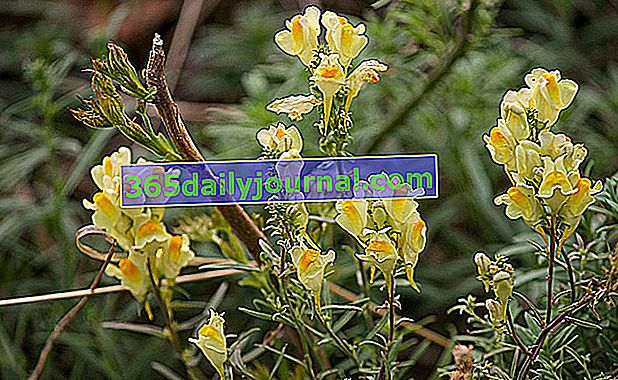 Lino sapo común (Linaria vulgaris)