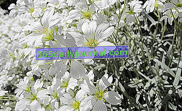 Pamplina común (Cerastium tomentosum), canasta de plata