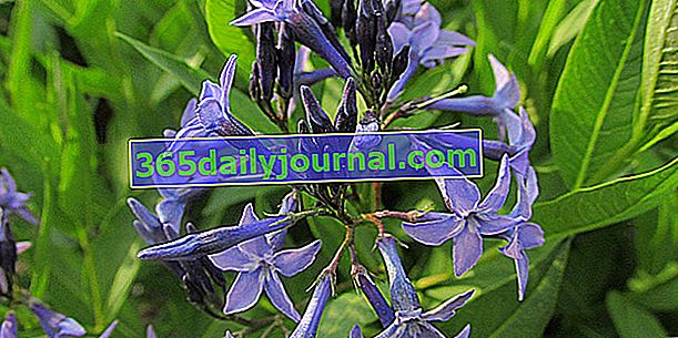 Амсония (Amsonia), многогодишно растение със сини цветя