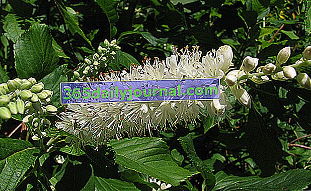 Clethra alnifolia con flores blancas otoñales y follaje dorado