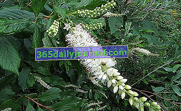 Clethra de hoja de aliso (Clethra alnifolia) para maleza húmeda