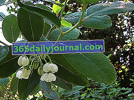 Lirio de los valles en árbol (Zenobia pulverulenta), arbusto de jardín