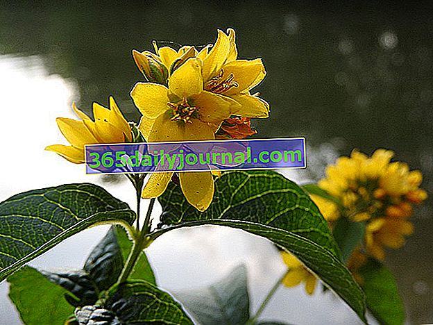 Lizimah (Lysimachia), rastlina z zlatimi ščiti