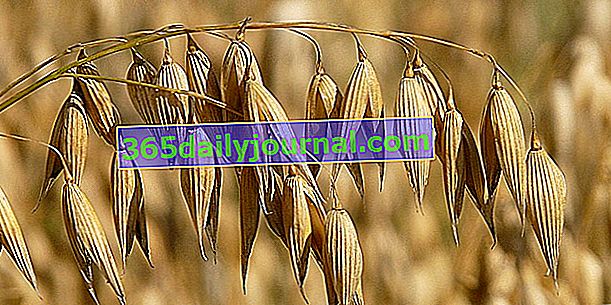 Овес (Avena sativa), продовольственное зерно и сидераты