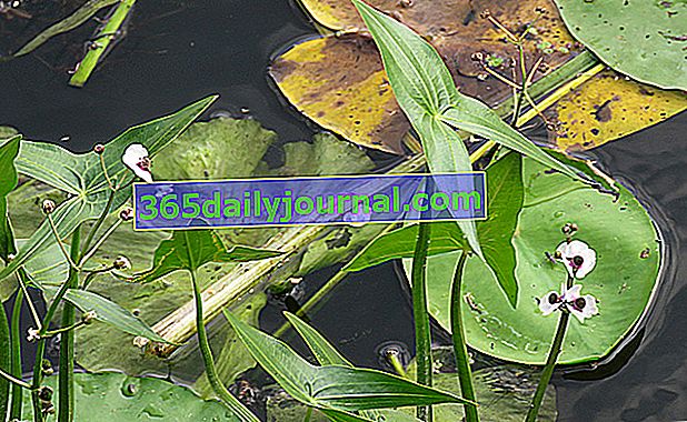Šípka vodná (Sagittaria sagittifolia), polo-vodná trvalka 