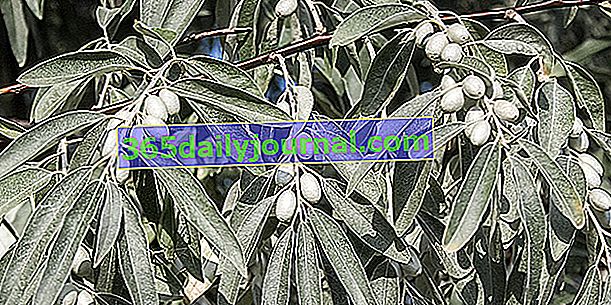 Češka oljka (Elaeagnus angustifolia), z užitnimi plodovi