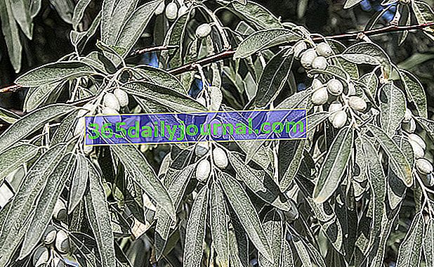 Olivo de Bohemia (Elaeagnus angustifolia), con frutos comestibles