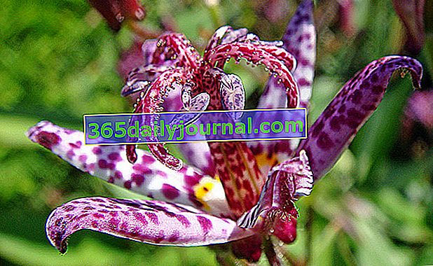 Tricyrtis o lirio de orquídeas