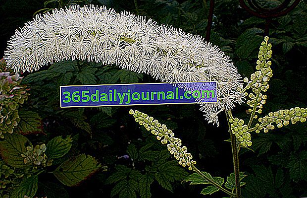 Cimicifuga (Actaea simplex) nebo stříbrná svíčka: výsadba, pěstování, péče