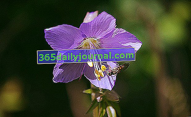 flor de valeriana griega que atrae abejas