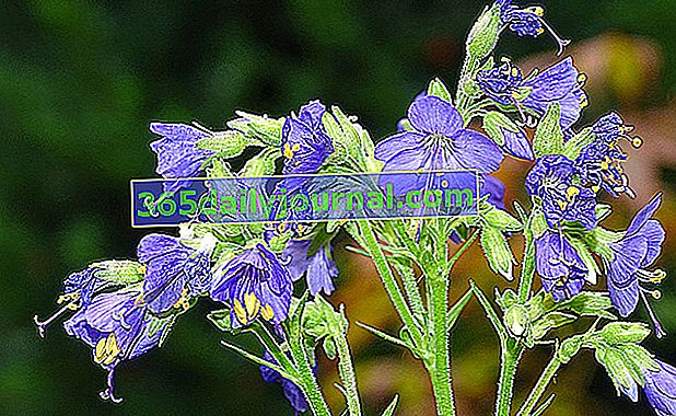 Valeriana griega (Polemonium caeruleum), Escala de Jacob