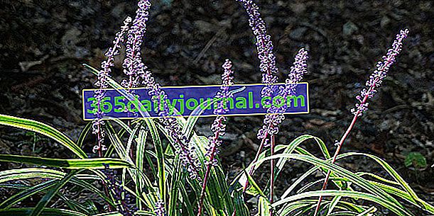 Liriope (Liriope muscari), cvetoča pokrovnost tal za senčni vrt