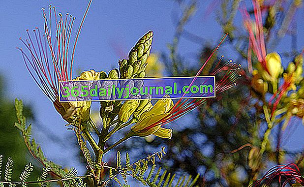 Rajský vták (Caesalpinia gilliesii), krásny kvitnúci ker