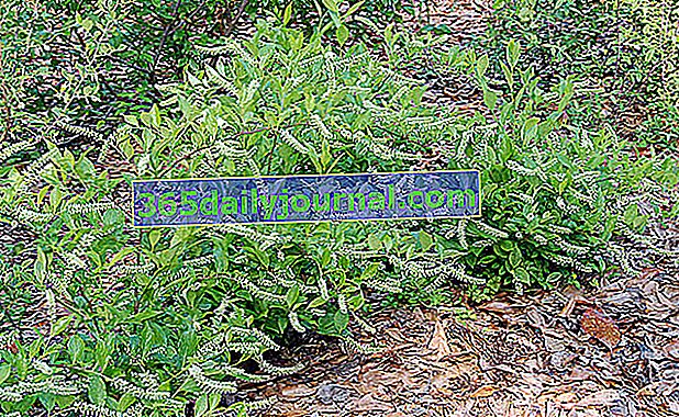Itea virginica (Itea virginica), arbusto con follaje extravagante: cultivo, plantación y mantenimiento
