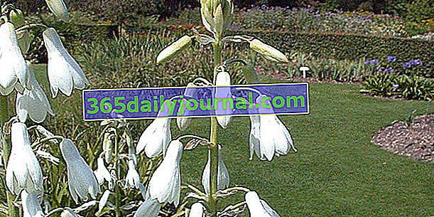 Cape Hyacinth (Galtonia), voňavé bílé zvony