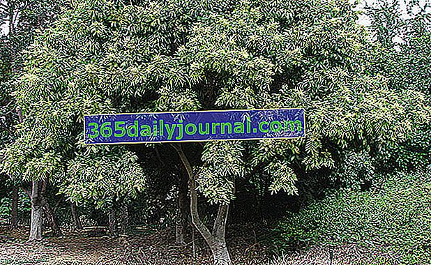 Árbol de jabón (Sapindus saponaria), árbol de jabón americano