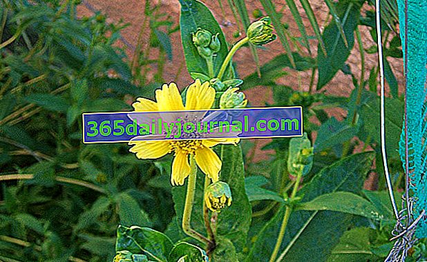 Níger (Guizotia abyssinica), semillas ricas en ácidos grasos poliinsaturados